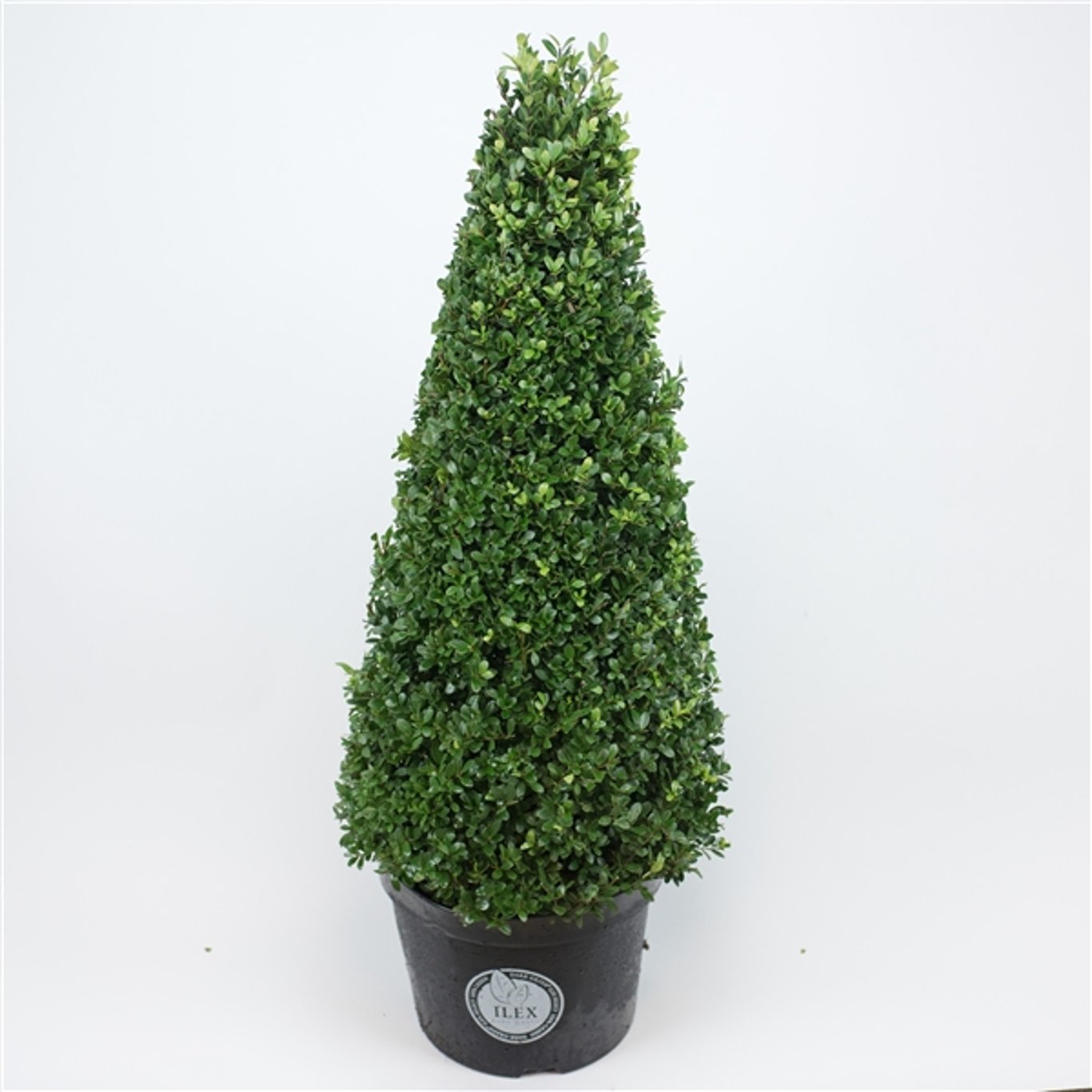 Ilex crenata 'Dark Green'® - 90-100 CM Cone C15